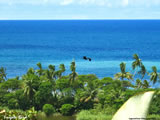 Frigate Bird over Lagoon